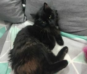 Znaleziono kota rasy Maine Coon – szukamy właściciela