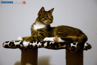 17 lutego Światowy Dzień Kota