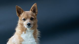 Bezpłatne czipowanie psów w Mławie – rusza kolejna edycja programu