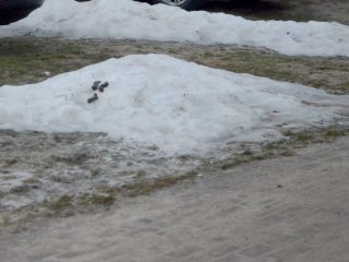 Felieton o sprawach  przyziemnych – i to dosłownie