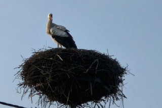 Są już bociany w Dozinach, teraz będzie wiosna