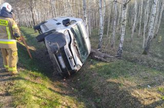 Łoś martwy, bus wpadł do rowu