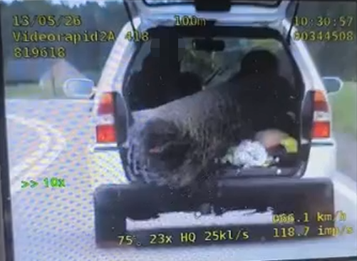 Ładunek bez zabezpieczenia, brak pasów i brak prawa jazdy. Kontrola zakończona wnioskiem do sądu