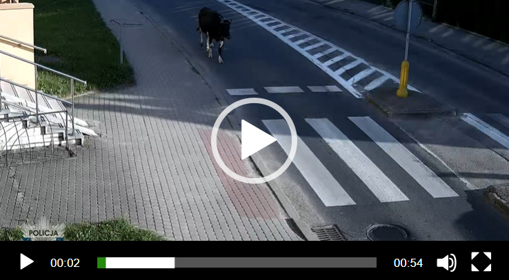 Niesforna krowa ruszyła w miasto. Interweniowali żuromińscy policjanci