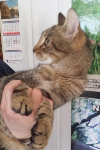 96aec79d90715497fcf27c667703b18c