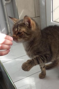 f8f3c5797f23fe87cacf52268168b968